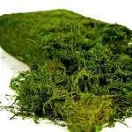 USMOLA Artificial Moss