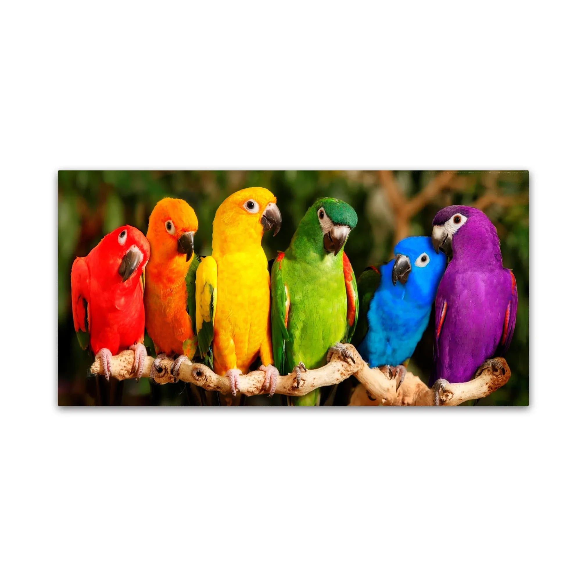 Trademark Fine Art -Mike Jones Photo 'Rainbow Parrots' Canvas Art